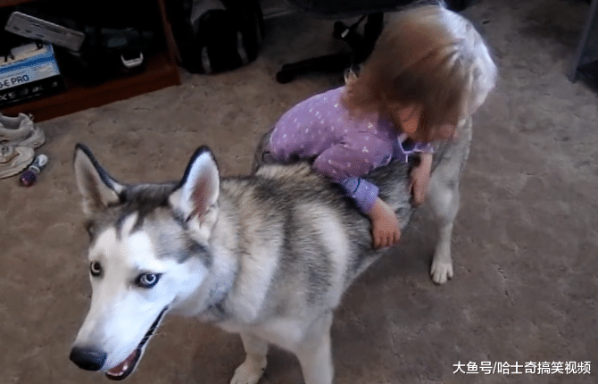 二哈闲着就“拆家”, 结果却被小主人制服了, 还是熊孩子狠