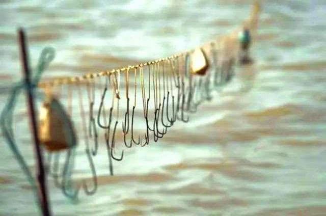 长江白鲟或许已经灭绝, 极危动物野外消失, 科学家正在努力挽回!