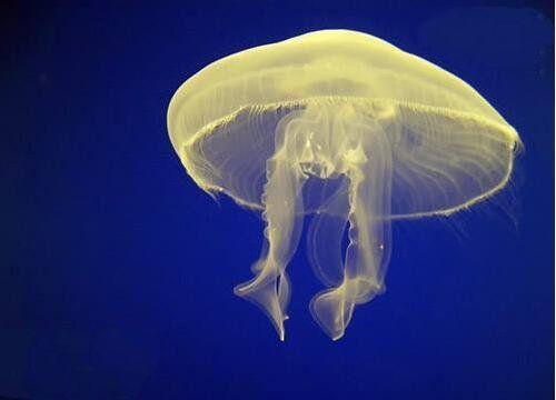 海洋10大最毒动物, 河豚排第二, 中毒后无药可医