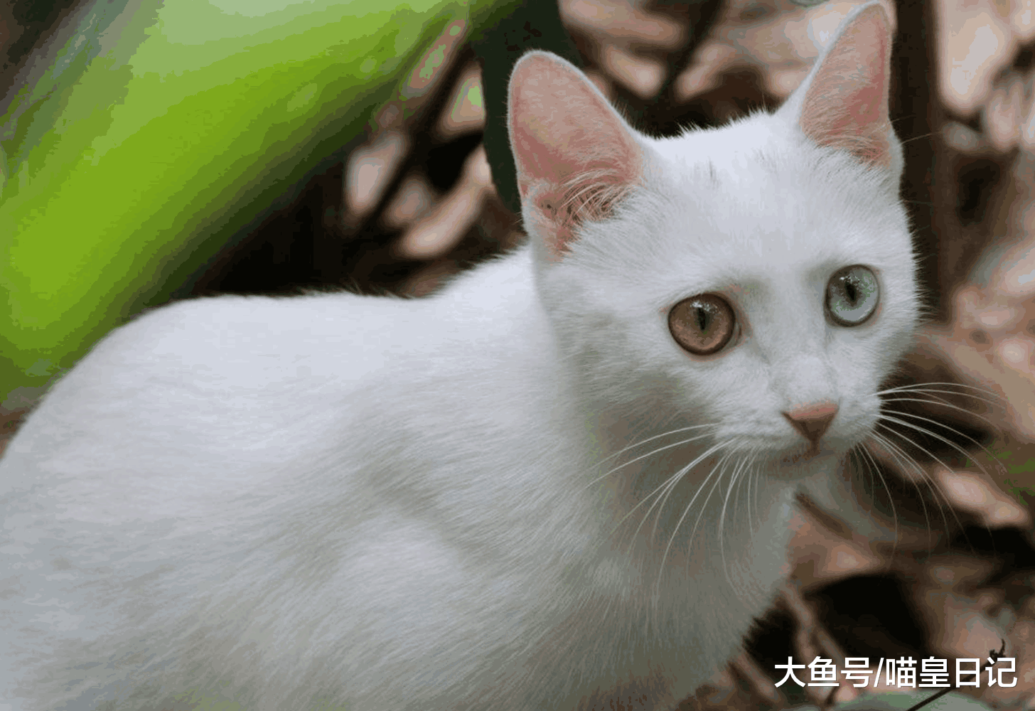 如果有人对你说不要养猫, 一点儿用都没有, 你就用这三点回怼他!