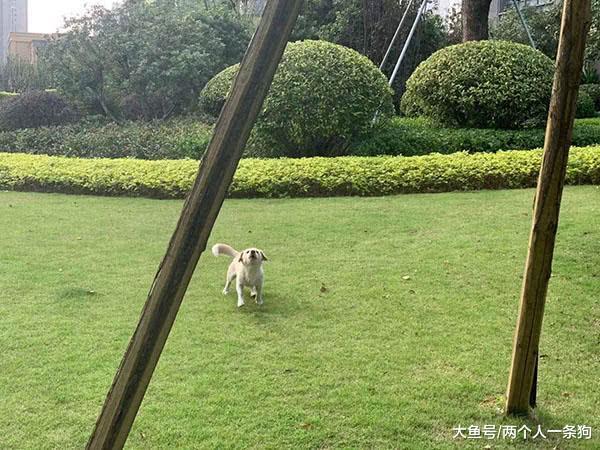 天气晴朗萨摩耶外出溜达, 偶遇一只小土狗不停吠叫, 软糖: 007