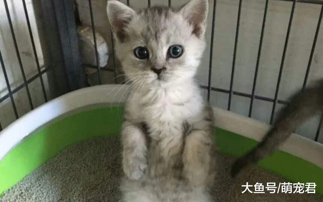 小奶猫会不会认为自己是铲屎官亲生的?