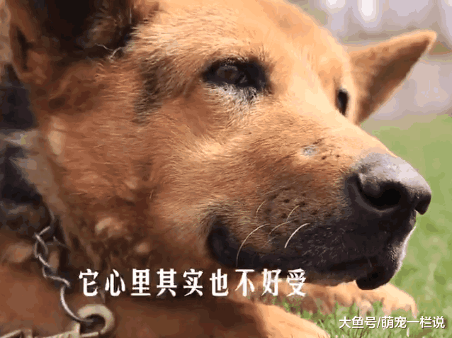 伟大的搜救犬——小虎, 曾在汶川大地震中定位了209名被困者