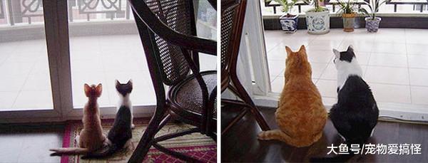 18张照片让你相信友情跨越物种, 太温馨啦!