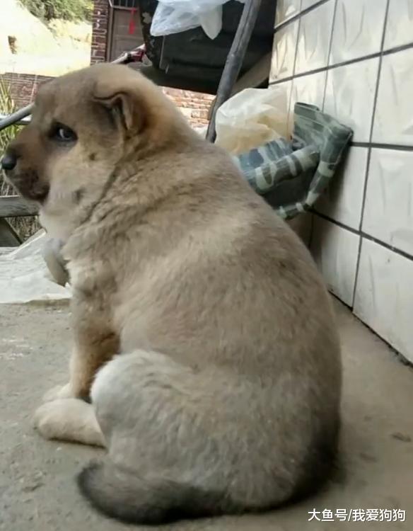 感觉家狗怎么不愿意看我, 脖子上好像还戴了围脖? 网友: 追蜂少年