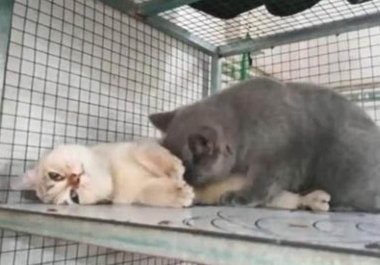 黑猫强撩白猫按在地上狂舔毛, 白猫一脸厌世: 你永远得不到我的心