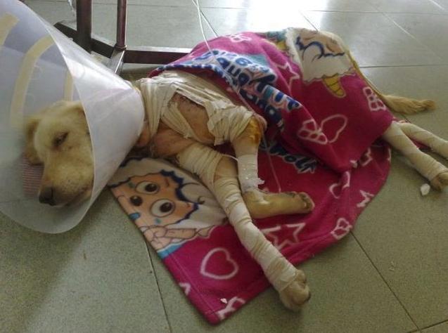 金毛走失, 苦寻一个月, 找到之后铲屎官哭了!