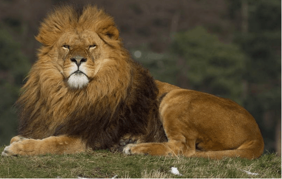 斑马发现狮子埋伏, 转身向河中央跑去, 狮子: 气! 猪一样的队友!
