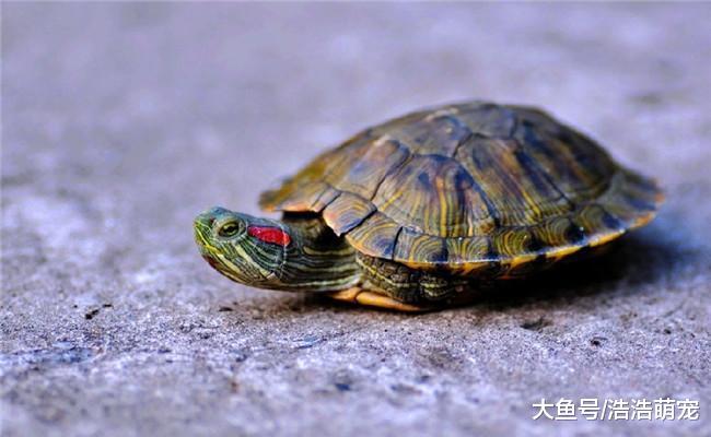 被乌龟咬到不要紧, 有五种办法能帮你解决, 很管用