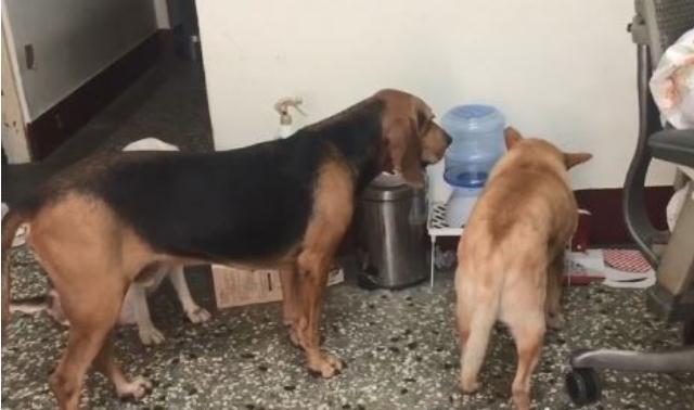 3只汪自主排队喝水超乖巧, 妈妈看傻又好笑: 旁边还有1盆水