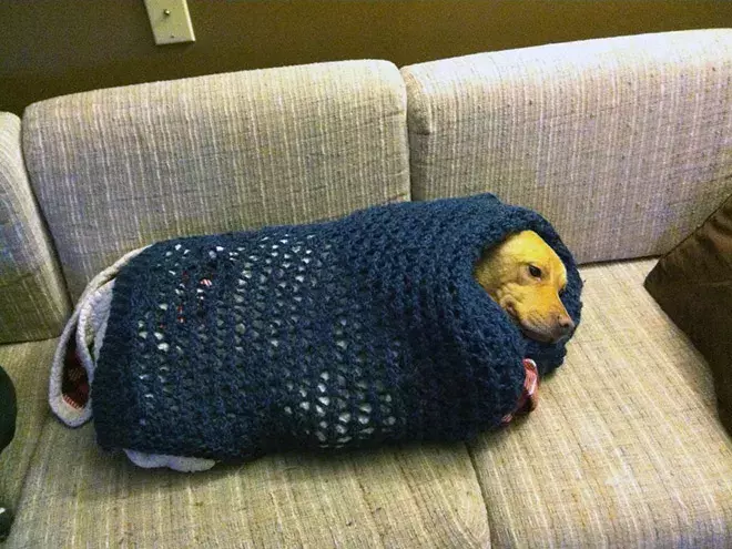 包裹得严严实实的可爱狗狗们