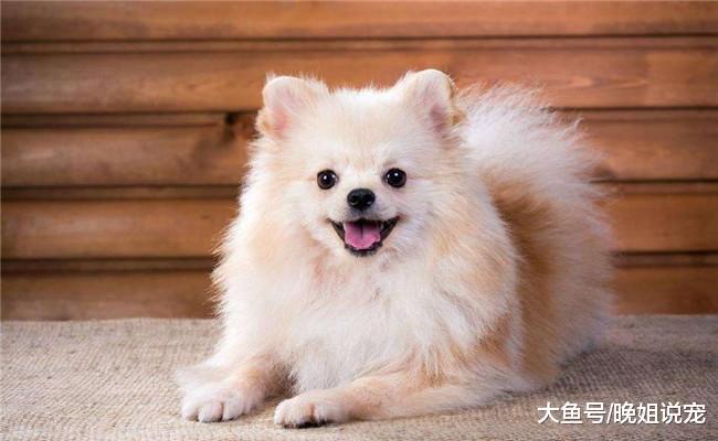 家里有孩子的不要养下面5种狗狗, 博美在内, 第二个脾气暴躁