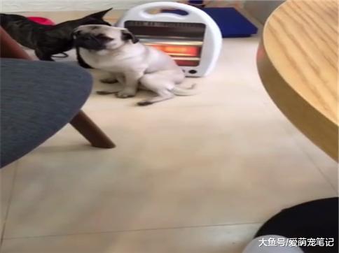 巴哥坐在取暖器旁纹丝不动, 没一会毛都烤焦了, 网友: 真正的热狗