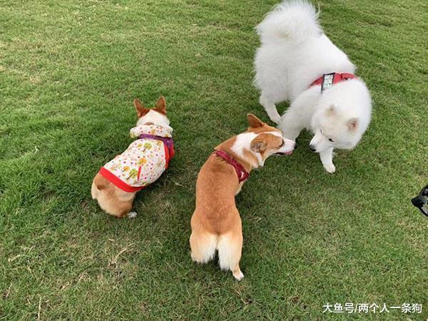 萨摩耶秋游草场遇到柯基, 开心地疯狂追逐, 软糖: 两个都没我高