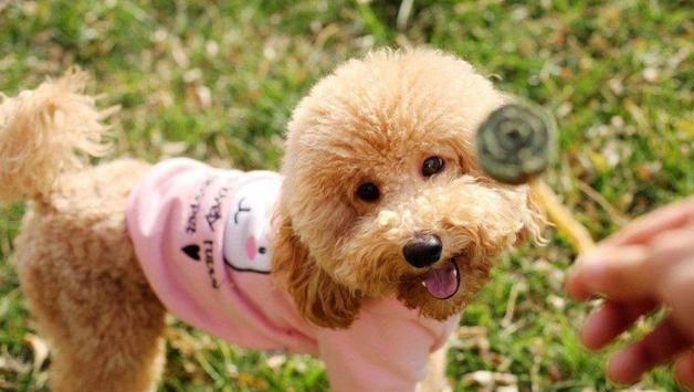 这5个“错误”的饲养方式, 只会慢慢伤害泰迪! 很多饲主还在犯!