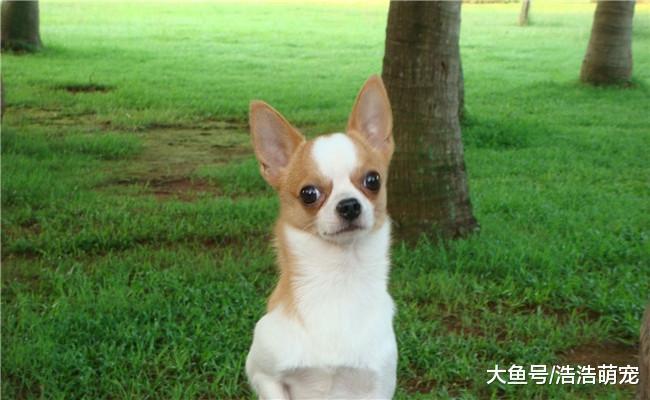 5种最适合女生养的狗狗, 第五种脾气最好, 第一种养它要慎重