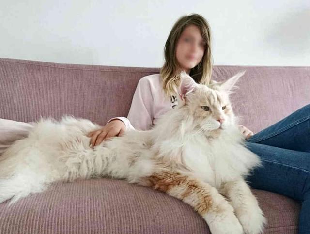 一只能把人吃破产的猫, 堪称“猫界姚明”, 橘猫一比太弱了!