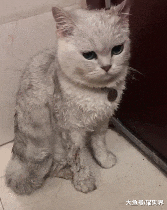 猫咪跑隔壁粘上粘鼠板, 主人气急, 猫: 你确定他们想粘的是老鼠吗