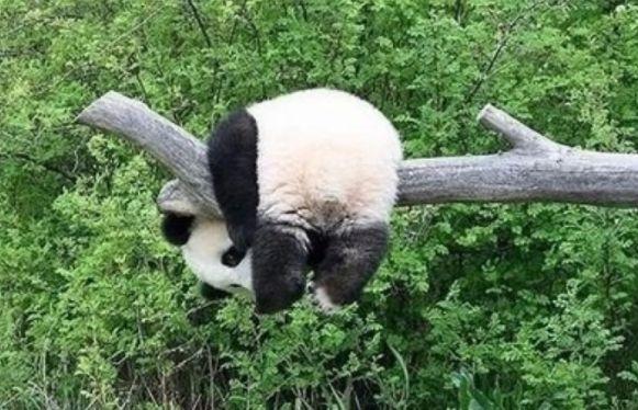 两只熊猫宝宝玩嗨了不肯回家, 被奶爸一手抱一个带走, 简直萌到哭