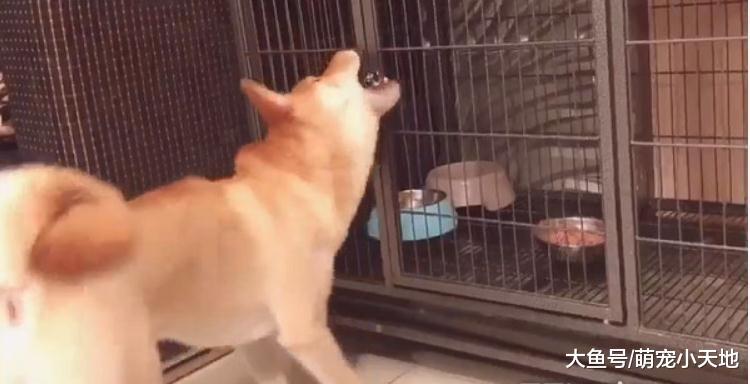 聚宝盆招柴柴! 调皮汪狂喝滚动喷泉, 难怪每天都要加水