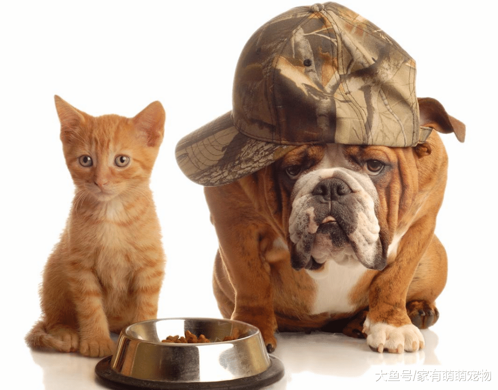 狗狗在饮食方面, 要注意这5件事, 否则会影响它们的健康!