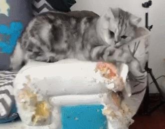 主人出差回来, 发现虎斑猫把沙发当猫抓板, 表情把主人吓哭