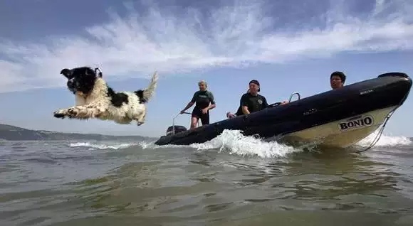 狗狗的这些秘密, 你知道几个