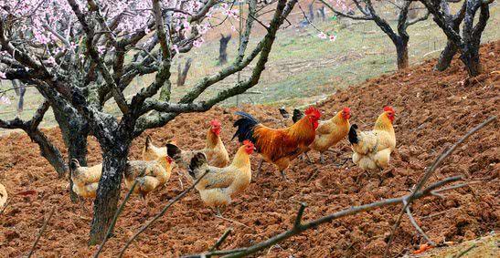 你买的真的是土鸡吗? 看清楚这几点, 永远不会错