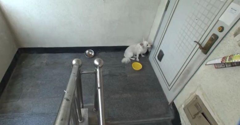 老人晕倒被送院剩忠犬露宿家门, 痴呆的他忘了一切却忘不了这记忆