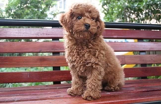 扬州出现碰瓷新手法, 一根火腿肠骗200元, 专挑不牵绳的狗主下手