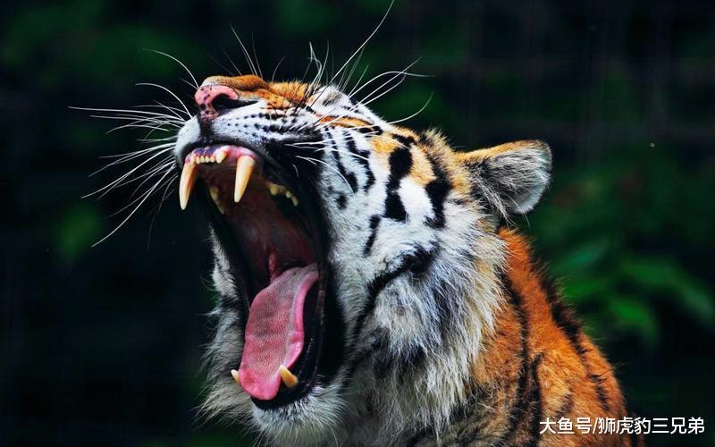 棕熊体型比东北虎还大, 为何有人不信它能够打赢老虎呢?