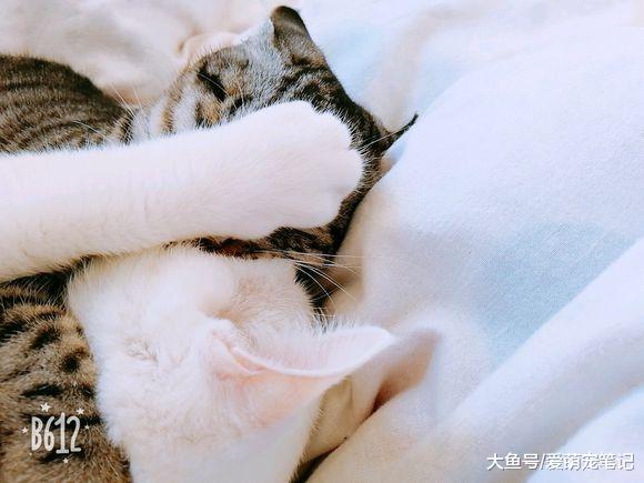 网友买完车后, 开车途中发现一只流浪猫在机箱盖里, 索性带回家了