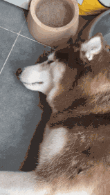 这么大个的哈士奇, 被泰迪打了, 回家哭的老伤心了!