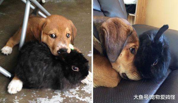 18张照片让你相信友情跨越物种, 太温馨啦!