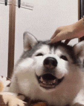 狗狗最讨厌主人对它做的这几件事, 没中五件也中了四件, 信不信?