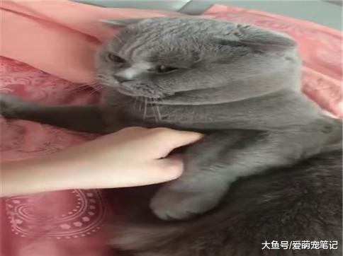 主人摸蓝猫的jiojio, 却被猫咪一味的挣脱, 网友: 女朋友的既视感