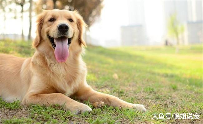 你知道金毛的优缺点吗? 优点一个缺点两个, 你都了解吗?