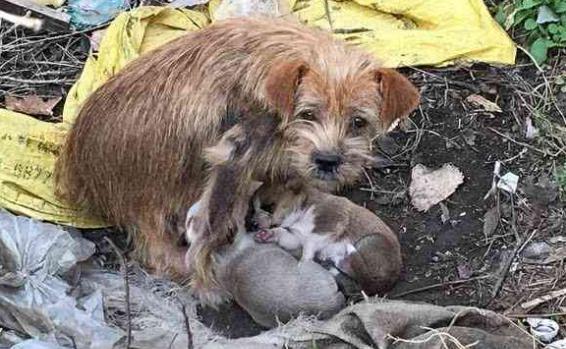 遇到一只特别的流浪狗, 把人带到荒地, 结果心痛到把它抱回家