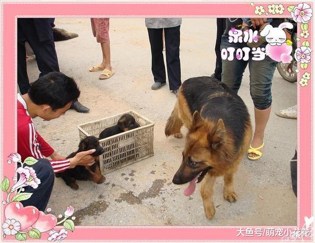 挑选健康的幼犬, 记住这6个“不”, 狗贩子也不敢骗你!
