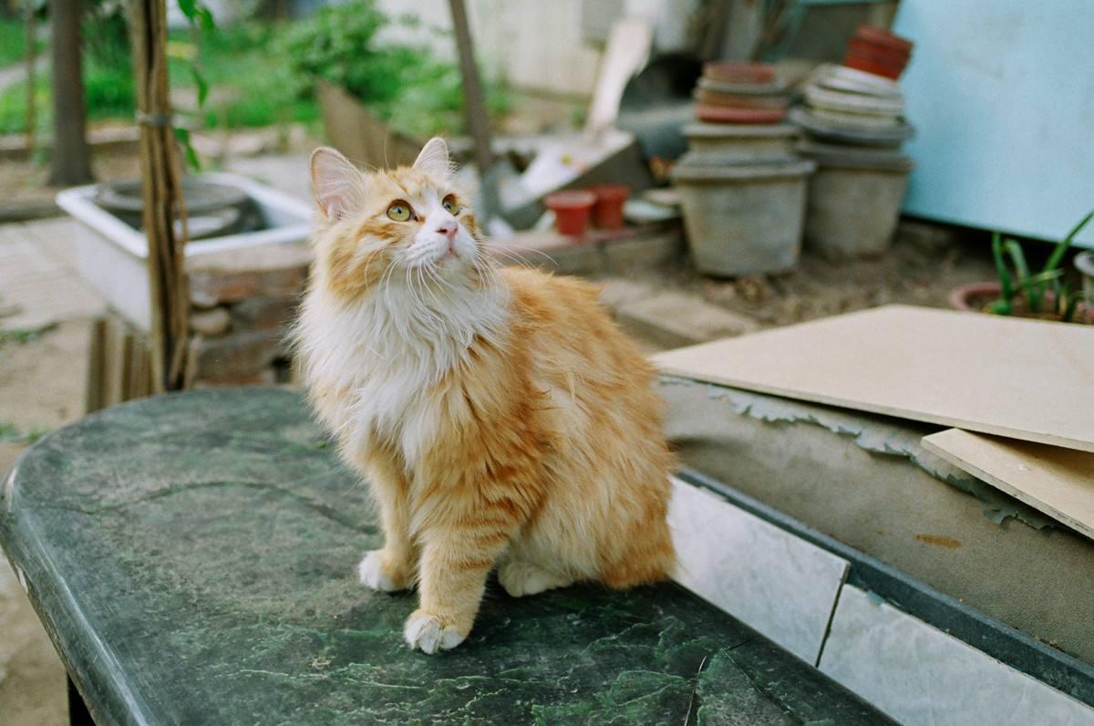 为何猫猫总是盯着东西看, 这里面其实代表着这四个意义