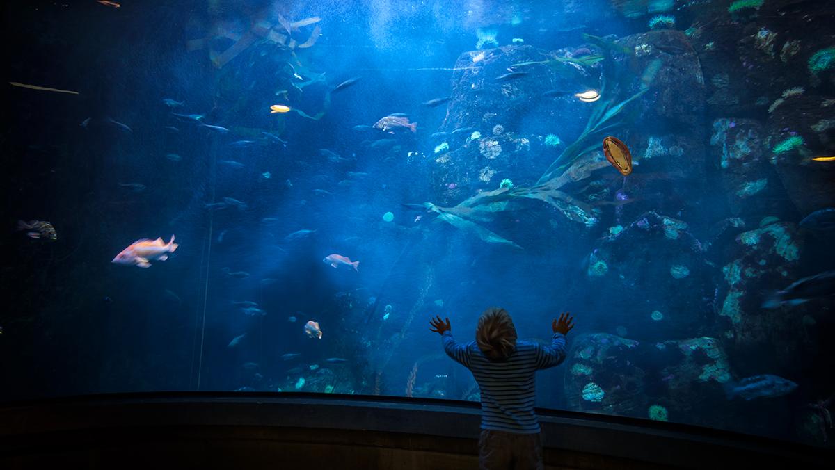 仔细想一想, 还是养鱼的男人好