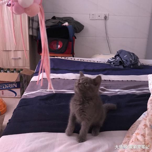 女孩自从告别云吸猫后, 每天都是小心翼翼地照顾着小蓝猫, 好温馨