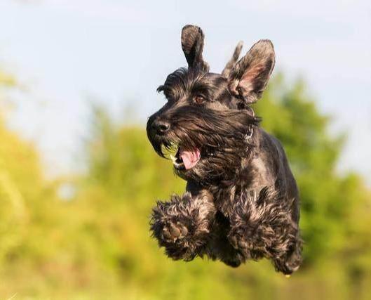 养狗, 劝你不要养“雪纳瑞”, 原因有5个!