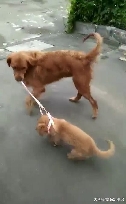 小金毛不愿出来玩, 狗妈妈依然拉着绳子往前跑, 网友: 绝对是亲妈