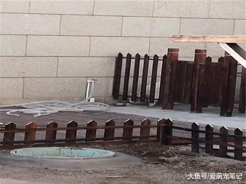 萨摩耶渴了, 会把小碗推出来自己拨水龙头接水喝: 全网最聪明的汪