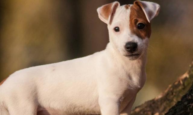 领养宠物狗之前, 必须要承诺的事项, 网友: 竟然这么麻烦!