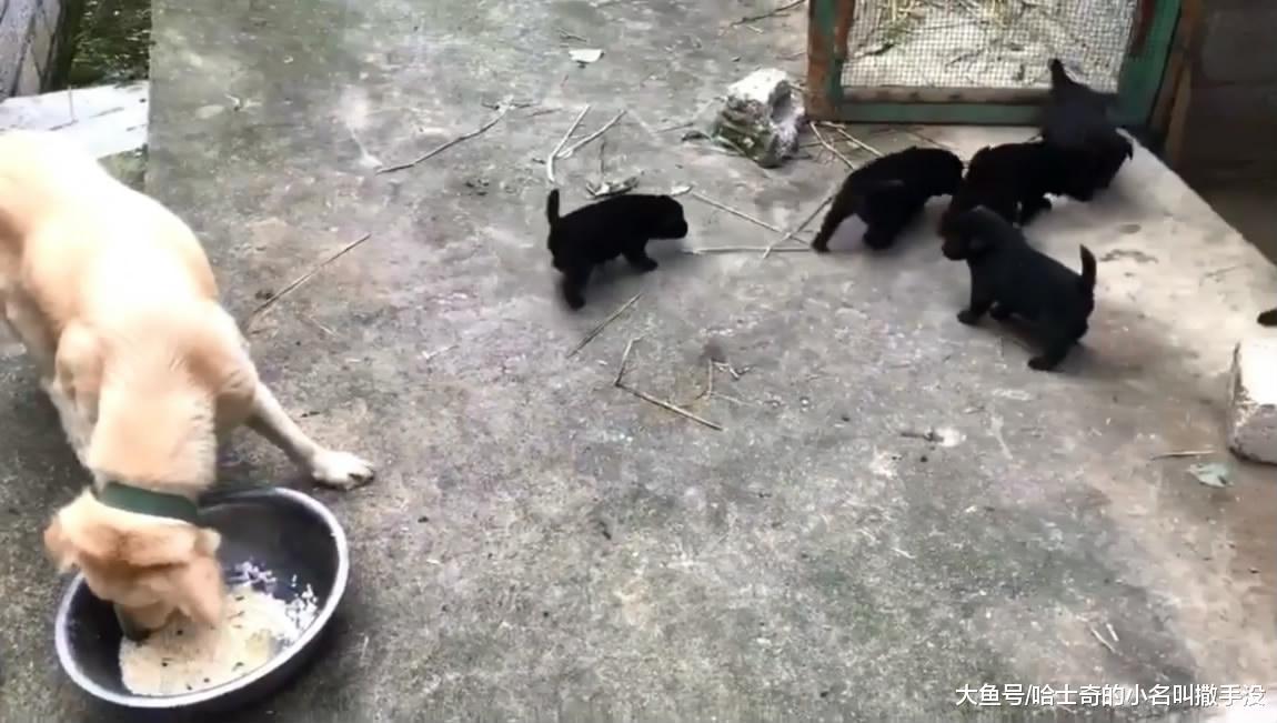 小狗崽子都这么大了, 还不承认是自己亲生的, 金毛妈妈情绪很大啊