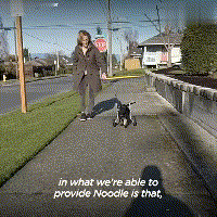 在领养人的帮助下, 后腿残疾的狗狗重新开始奔跑, 爱能治愈一切!