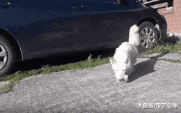 养狗后只让它在笼子里活动? 求你了, 别养狗!