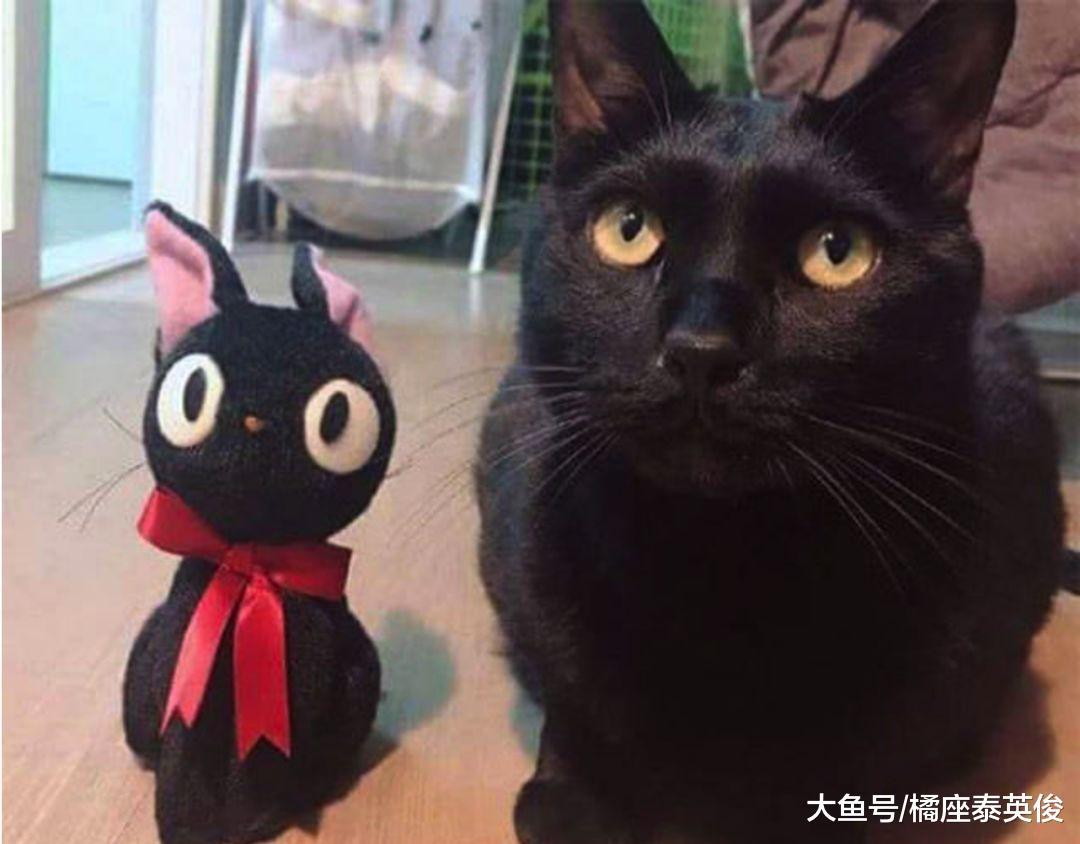 当猫狗换脸之后, 会有什么样的化学反应? 脸型决定一切!